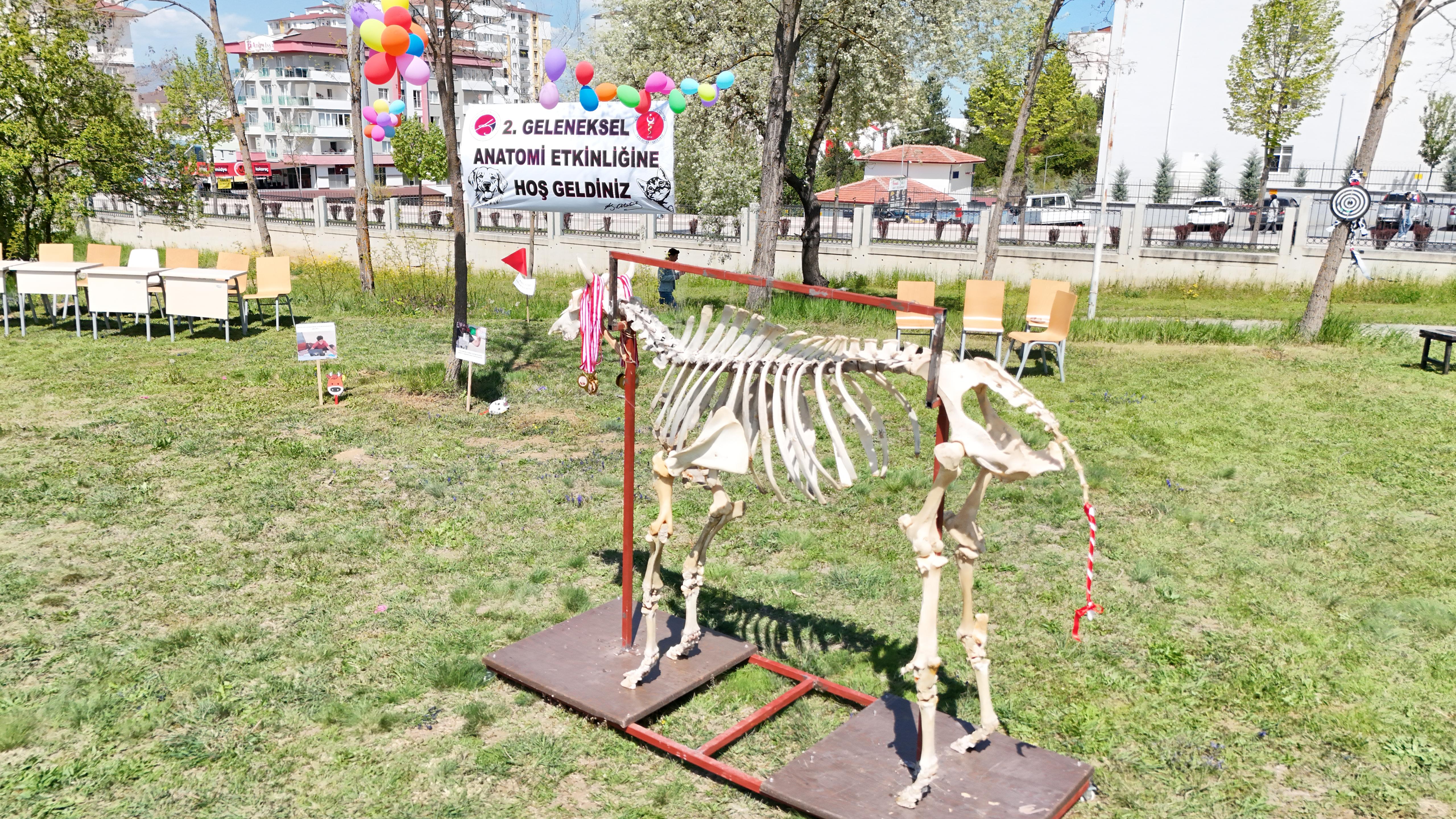 2. Geleneksel Anatomi Şenliği